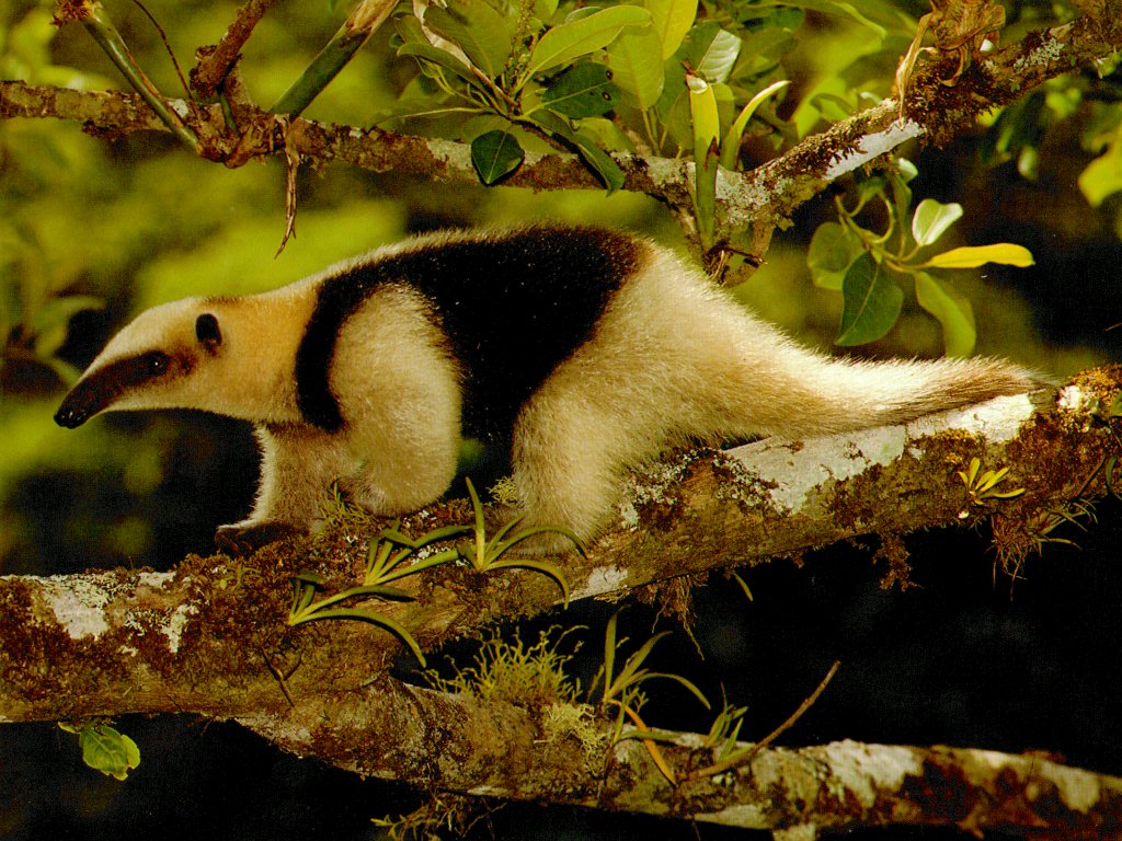 anteaters
