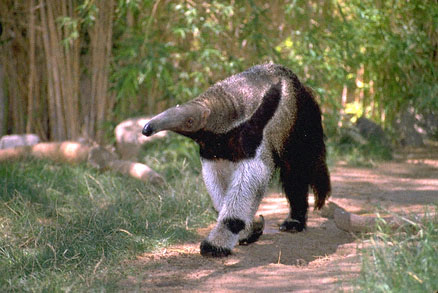 giant anteater images